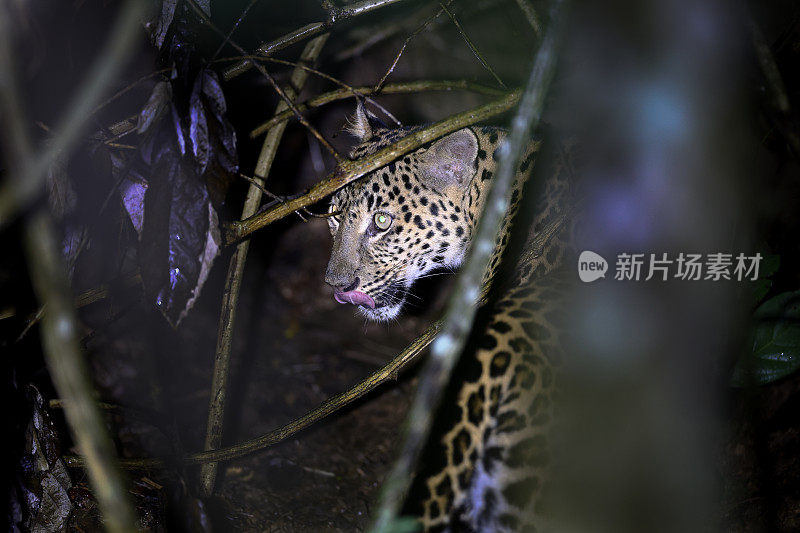 动物:成年雌豹(Panthera pardus)。